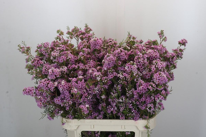 <h4>Chamelaucium Giselle</h4>