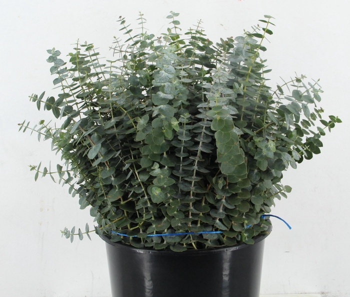 <h4>EUC BABY BLUE P BS</h4>