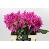 Dahlia Cafe Au Lait Rose