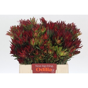 Leucadendron Blush Spray