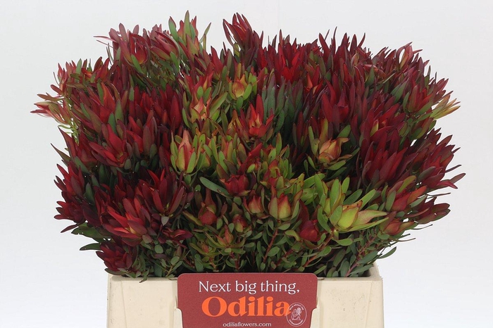 Leucadendron Blush Spray