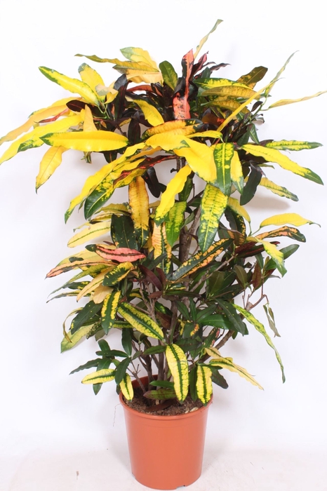 Codiaeum Codiaeum variegatum kleinb