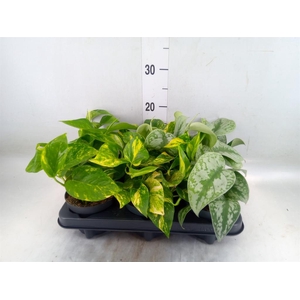 Epipremnum pinn.   ...mix