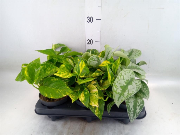 <h4>Epipremnum pinn.   ...mix</h4>