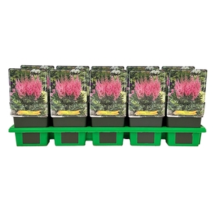 Astilbe chinensis Visions in Pink