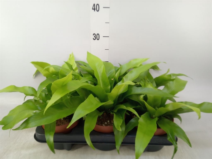 <h4>Asplenium antiquum</h4>