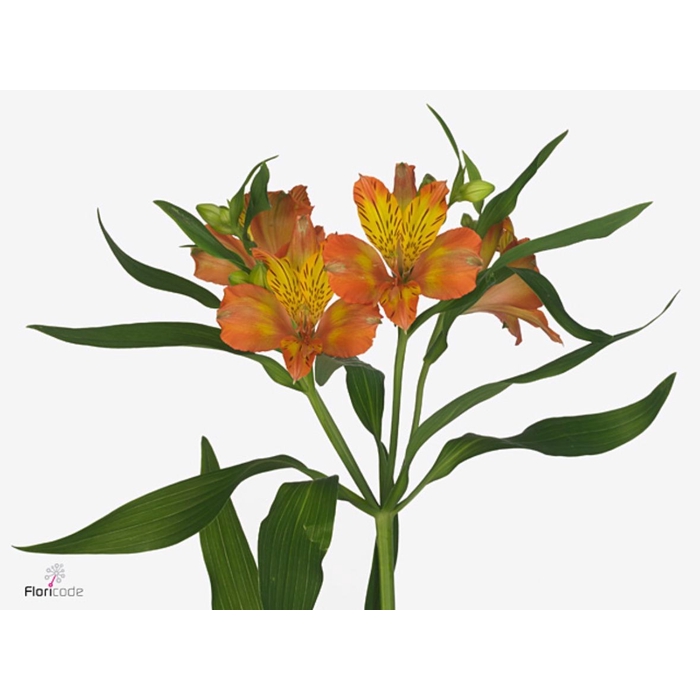 <h4>Alstroemeria Jaffa</h4>