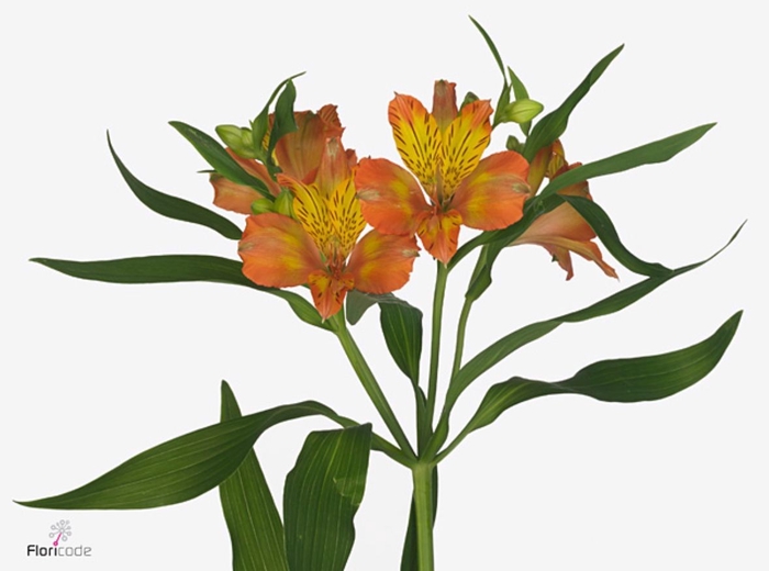 Alstroemeria Jaffa