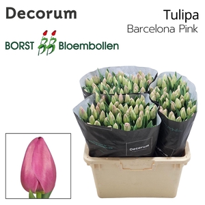 TU EN Barcelona Pink