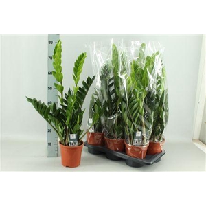 Zamioculcas Zamiifol