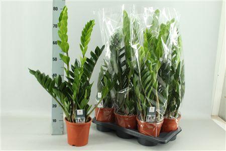 <h4>Zamioculcas Zamiifol</h4>