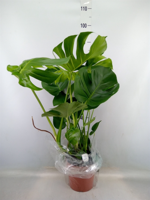 <h4>Monstera delic.</h4>