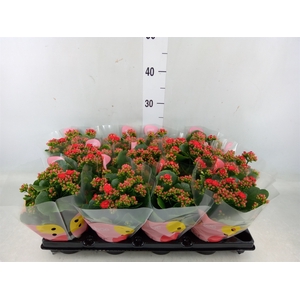 Kalanchoe  'RoseFlow Noelle'