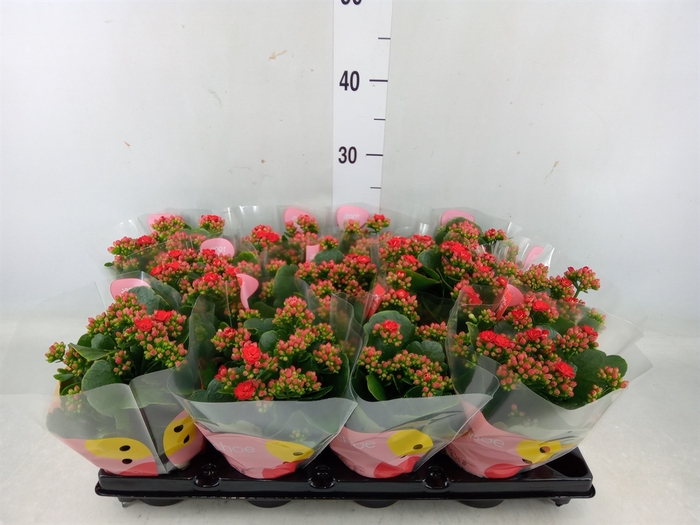 <h4>Kalanchoe  'RoseFlow Noelle'</h4>