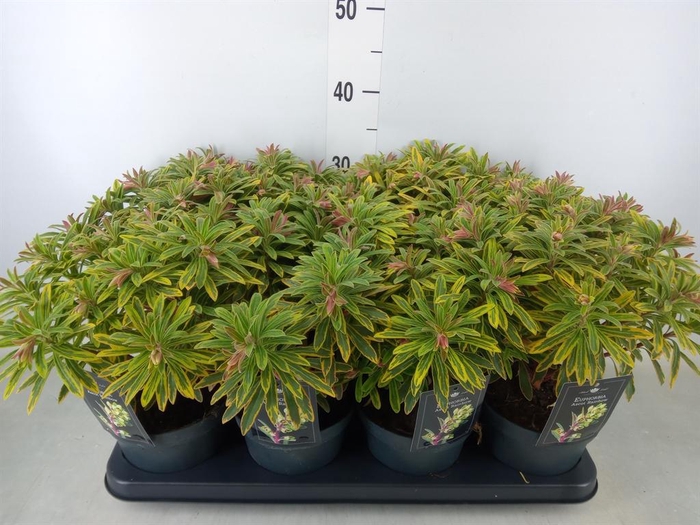 <h4>Euphorbia   ...</h4>