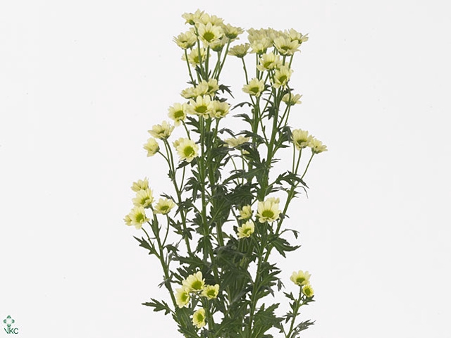 CHR SAN MAD LINDI CR