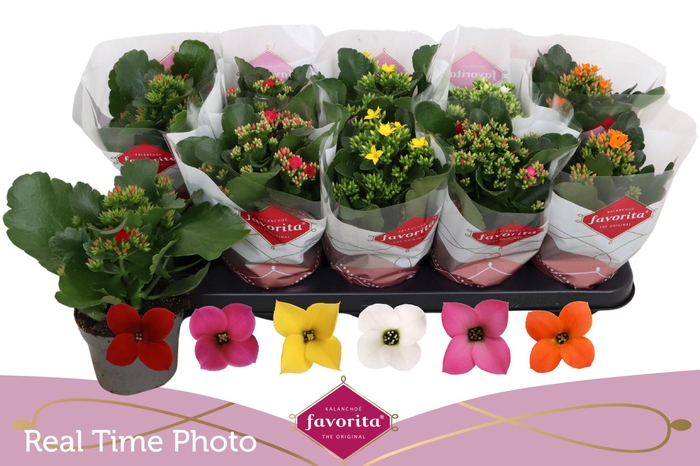 <h4>KAL EN GEM 6 KL</h4>