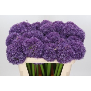 Allium Globemaster
