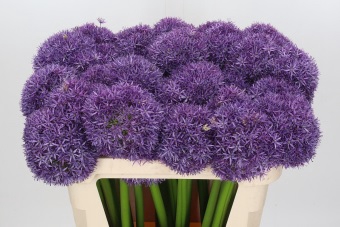 <h4>Allium Globemaster</h4>