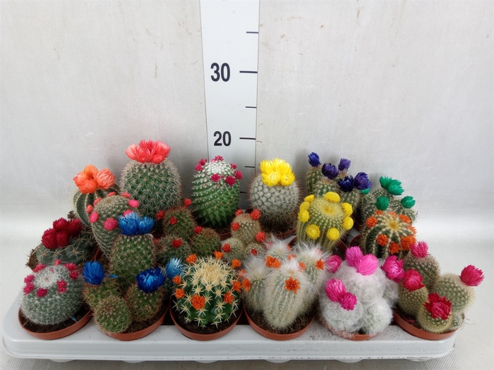 Cactus   ...decorated