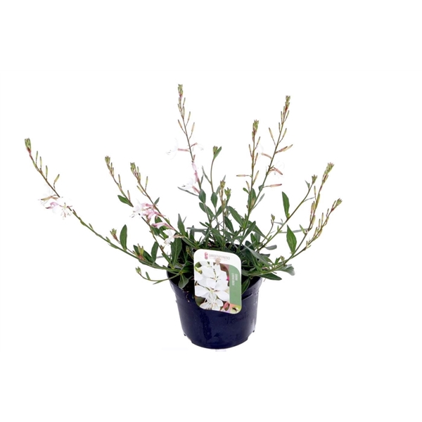 <h4>Gaura lind. Gaudi White</h4>