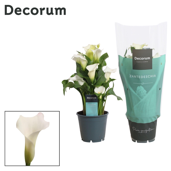 <h4>Zantedeschia (Calla) Wit (Decorum)</h4>