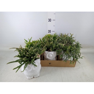 Rhipsalis   ...mix