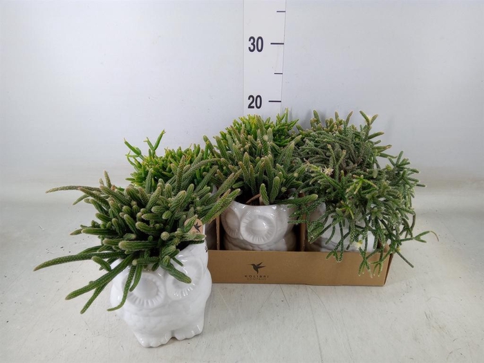 <h4>Rhipsalis ...mix</h4>
