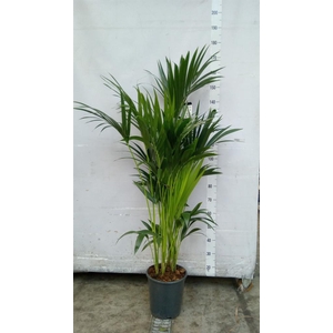 Howea forsteriana