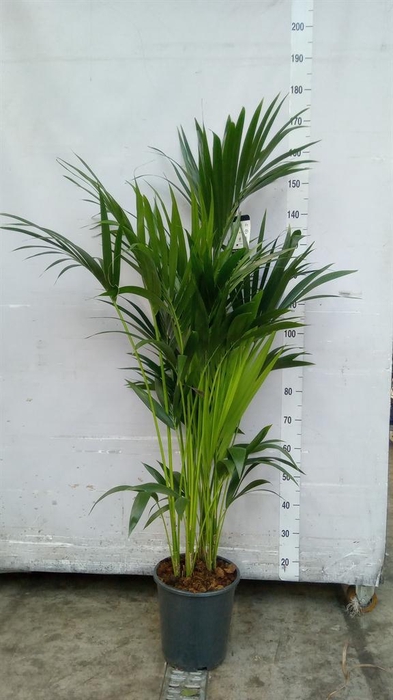 <h4>Howea forsteriana</h4>