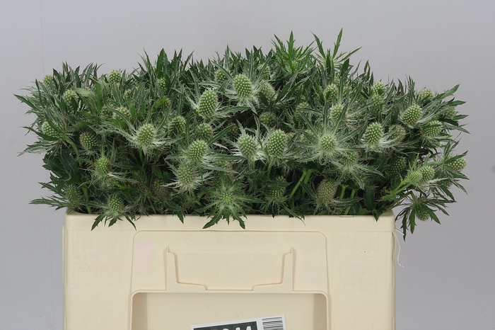 <h4>Eryngium Whit Lagoon</h4>