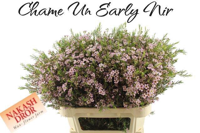 <h4>CHAME UN EARLY NIR</h4>