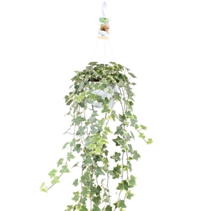 Hedera helix Gold Child - hang/XXL