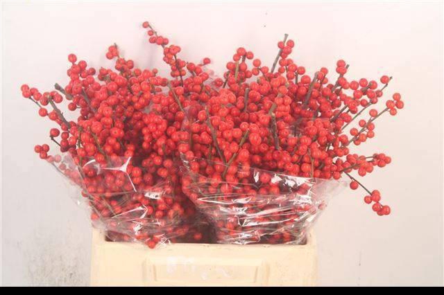 <h4>ILEX VE RODE BES</h4>