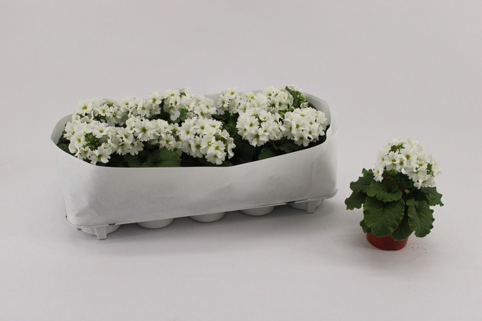 Prim Ob Sweetkis Awh White