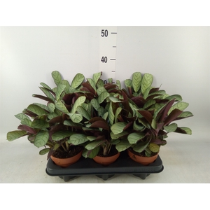 Ctenanthe burle-marxii 'Amagris'