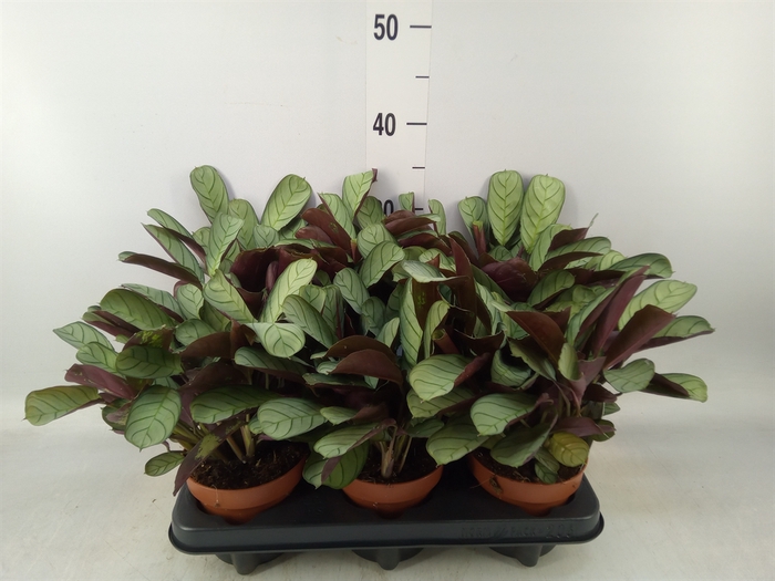 <h4>Ctenanthe burle-marxii 'Amagris'</h4>