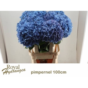 HYDR M CH PIMPERNEL