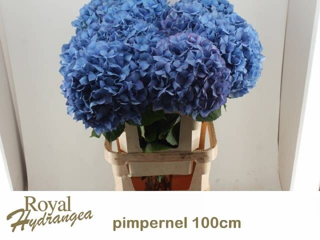 <h4>HYDR M CH PIMPERNEL</h4>