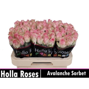 R Gr Avalanche Sorb+