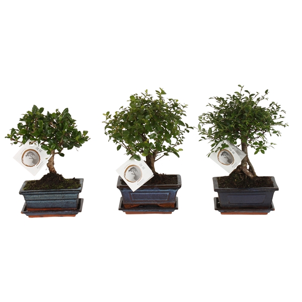 <h4>Bonsai Mixed in ø15cm Ceramic Ball Shape with Saucer</h4>