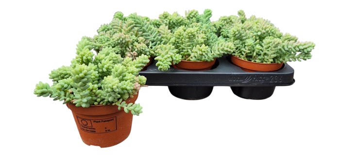 <h4>SEDUM BURRITO</h4>