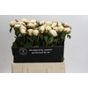 Paeonia L Snow Mountain
