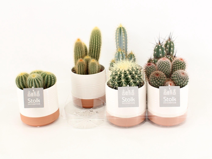 <h4>Cactus Mix In Milou keramiek</h4>