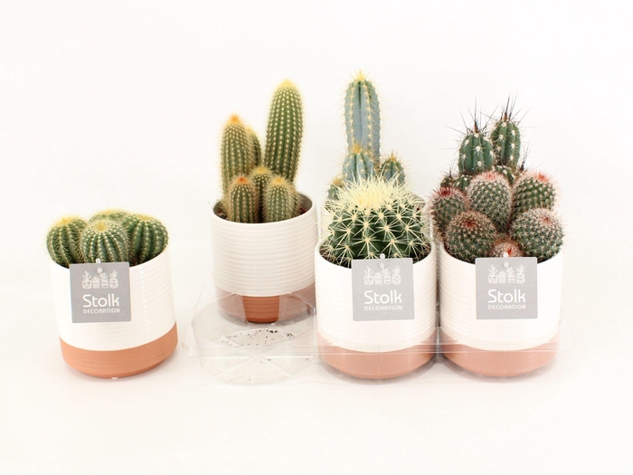 <h4>Cactus Mix In Milou keramiek</h4>