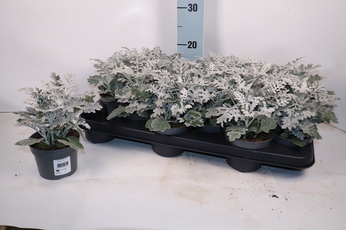 <h4>.Senecio cineraria</h4>