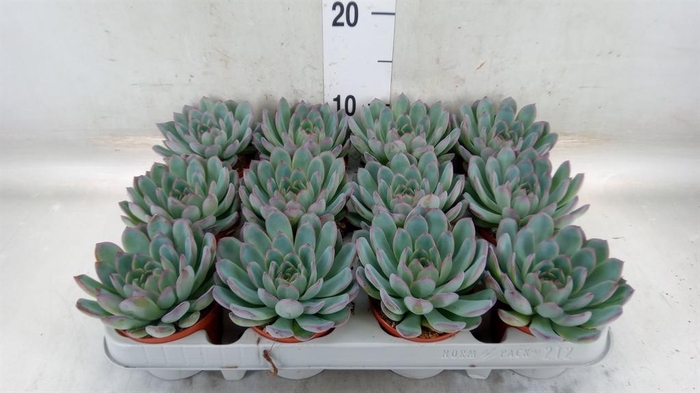 <h4>Echeveria  'Apus'</h4>