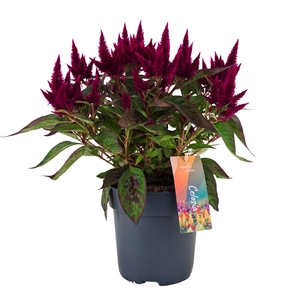 Celosia argentea Kelos Atomic Deep Purple P17