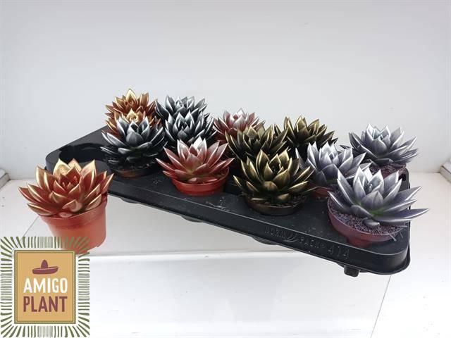 <h4>ECHEV MIRANDA</h4>