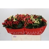Hypericum Rainbow Romance